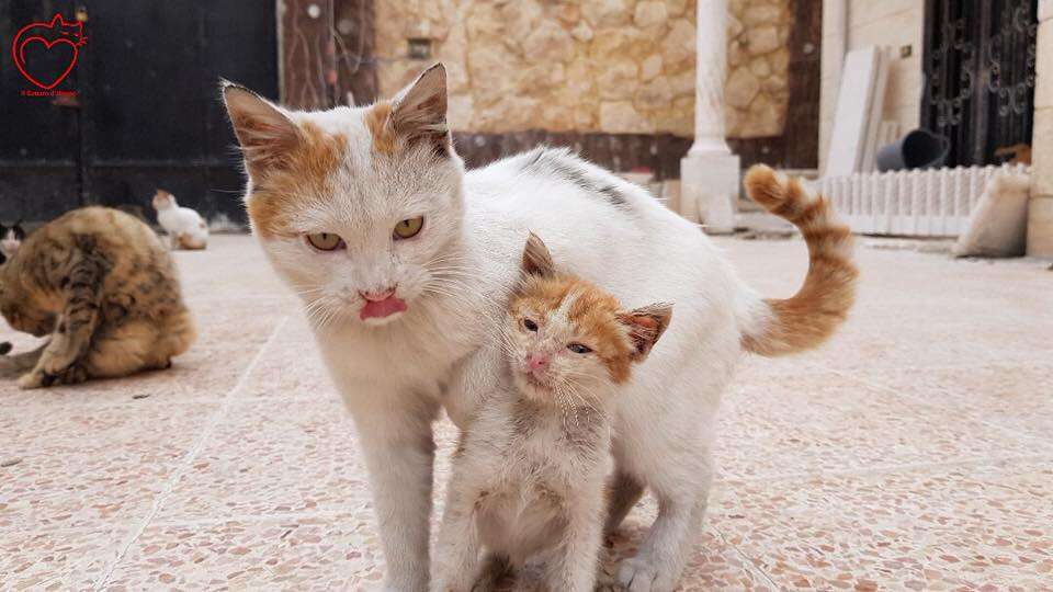 Older cat and kitten cuddled up together