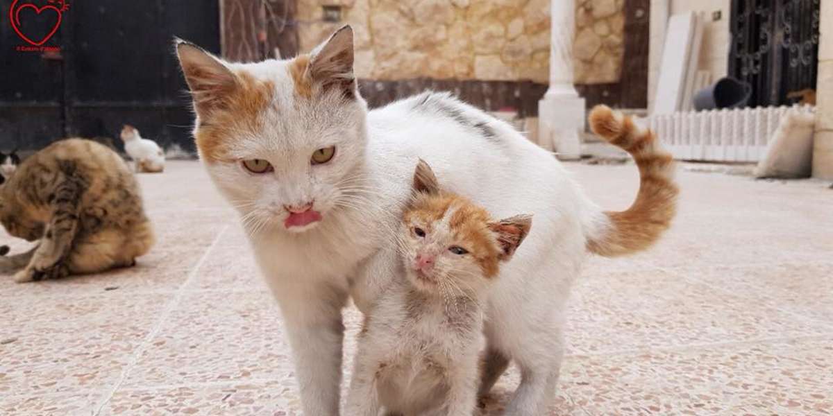 Cat Adopts Orphaned Kitten The Moment She Arrives At ...