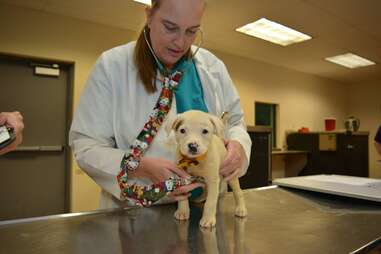 rescued puppy getting examined at humane society of Missouri