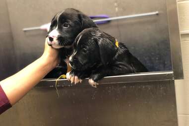rescue puppies get a bath at the Humane Society of Missouri 