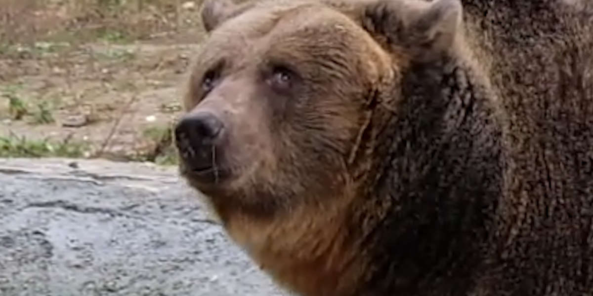 Bear Who Spent 14 Years In A Cage Is Finally Free - Videos - The Dodo