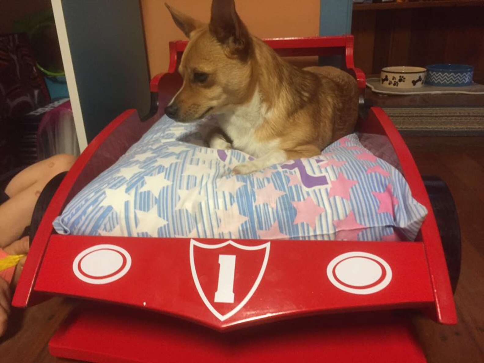 Grandpa Makes Custom Race Car Bed For His Grand Dog The Dodo grandpa-makes-custom-race-car-bed-for-his-grand-dog-the-dodo