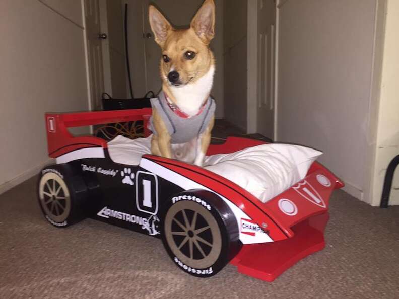 Grandpa Makes Custom Race Car Bed For His Grand Dog The Dodo