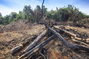 Rainforest cleared for palm oil plantation