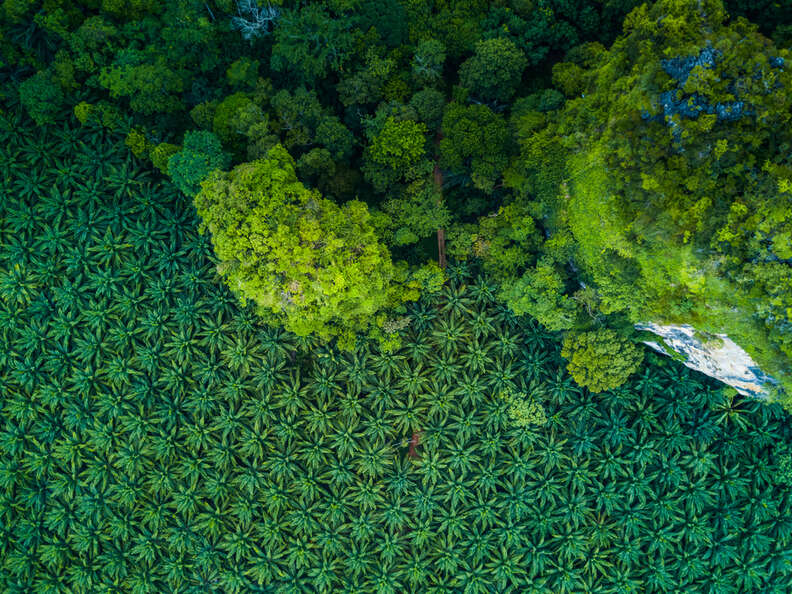 Palm oil plantation encroaching on rainforest in Indonesia