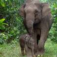 Pregnant Elephant Was Poisoned Because She Walked Onto Someone's Land  