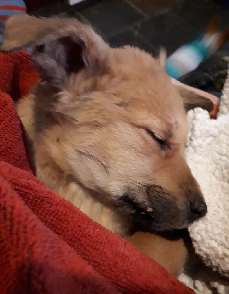 Ruby sleeps in Edmonton