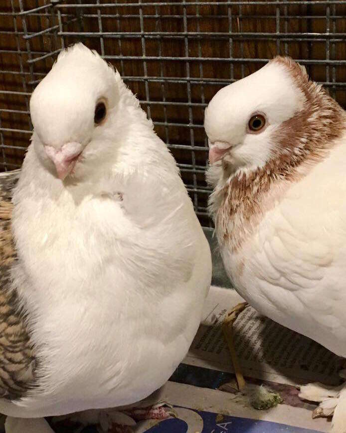 Rescued satinette pigeons Romeo and Juliet