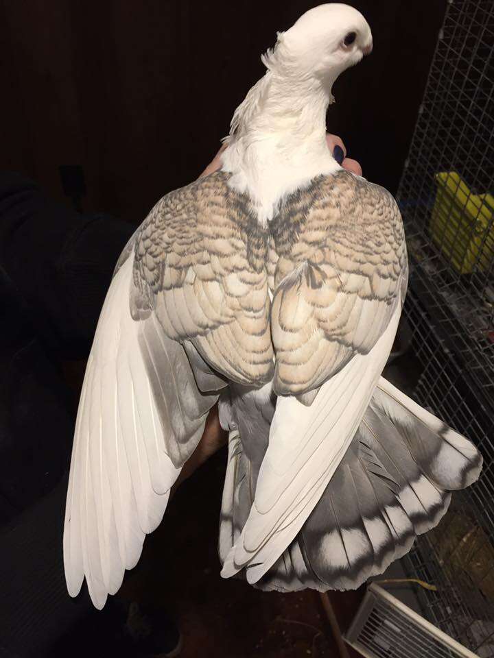 Rescued satinette pigeon Romeo