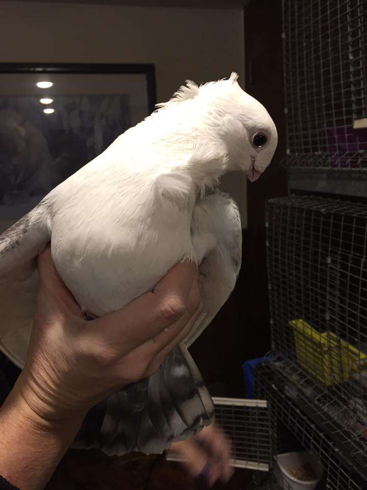 Rescued satinette pigeon Juliet