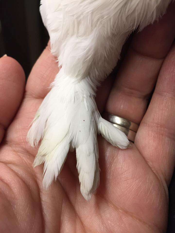 Satinette pigeon's feathered foot