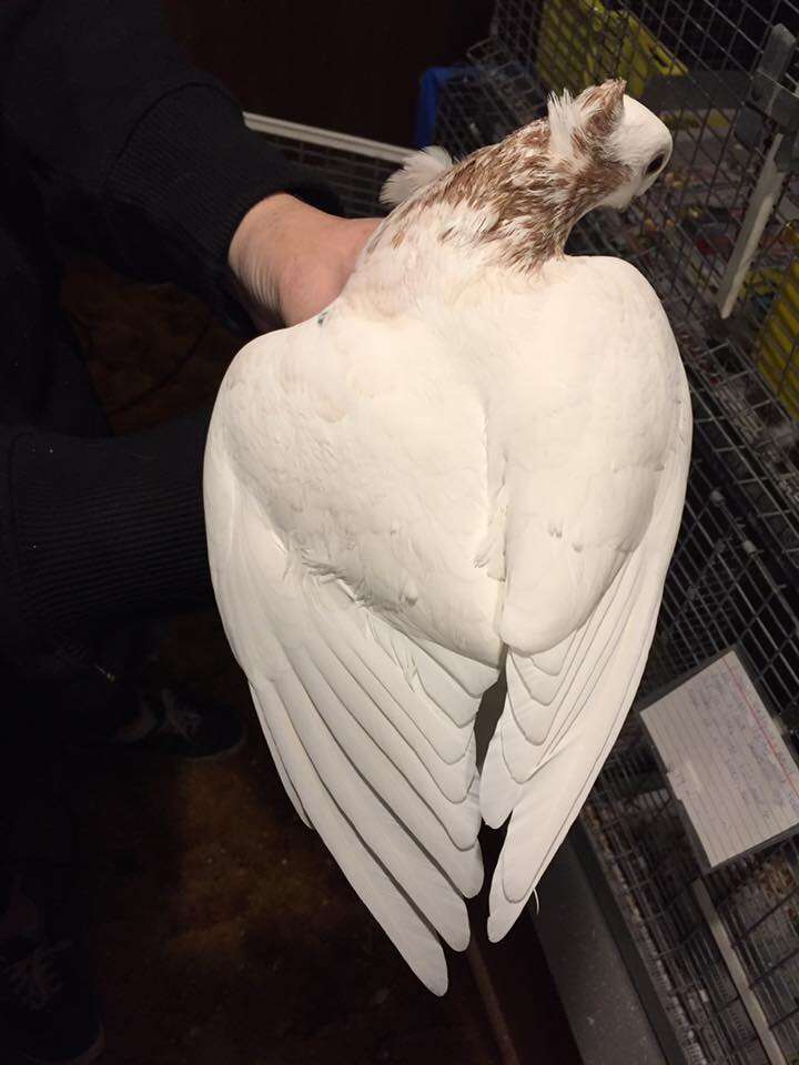 Rescued satinette pigeon Juliet