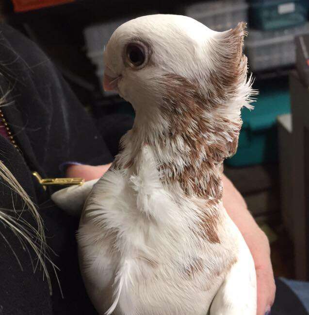 Rescued satinette pigeon Juliet