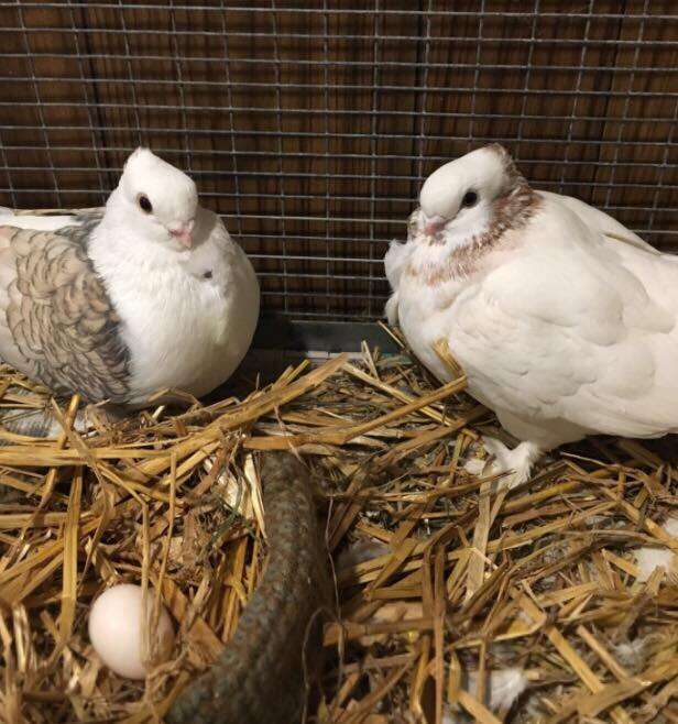 Satinette pigeon couple at wildlife rescue center