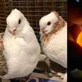 Rescued Pigeon Gets A Boyfriend Who Won't Let Her Out Of His Sight