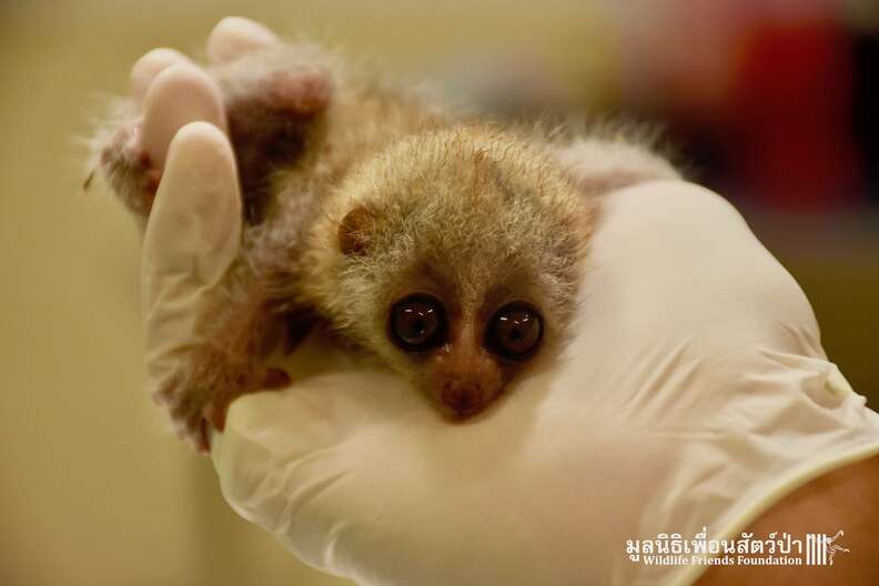 Baby Slow Loris Found Outside 7 Eleven Arrives At Thai Rehab Center The Dodo