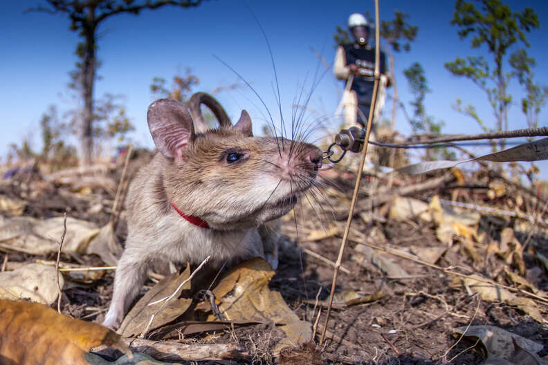 african rat detect landmine