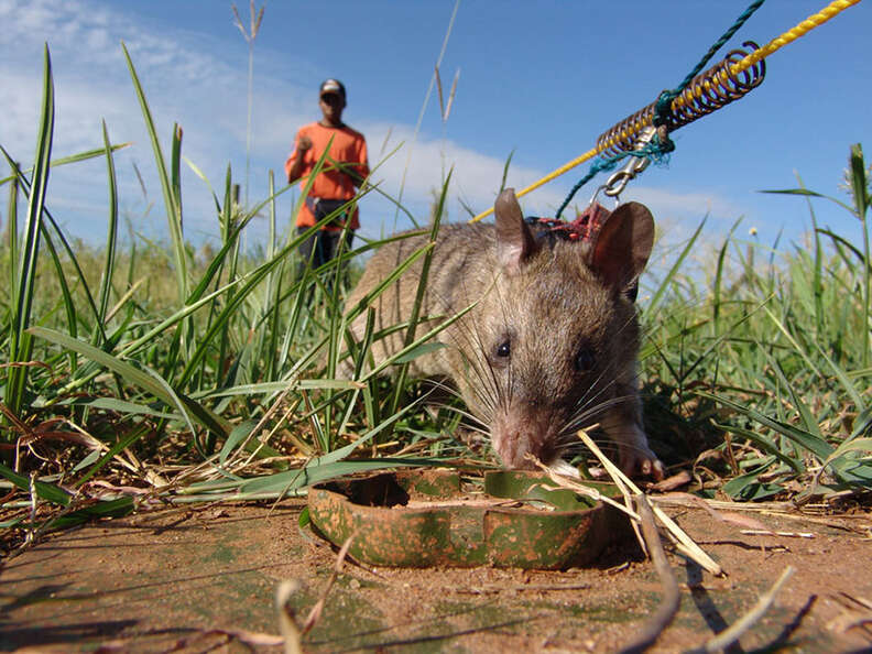 african giant pouched rat detect landmine