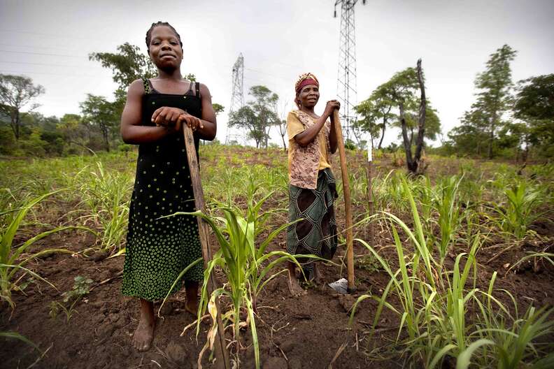 african farmers landmine rats