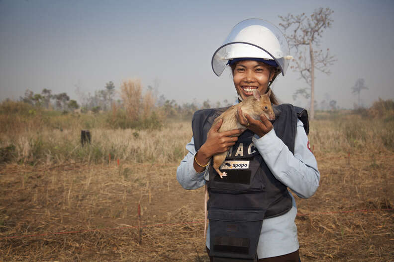 african giant pouched rats detect landmines 