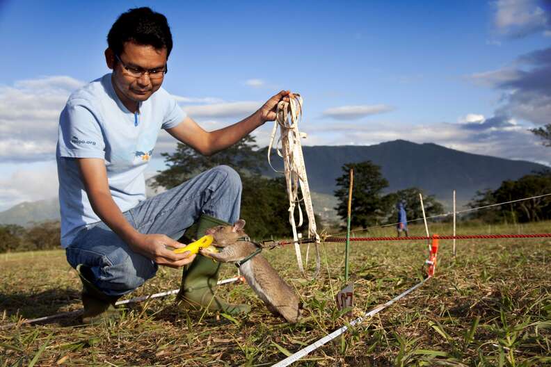 giant rat detect landmine