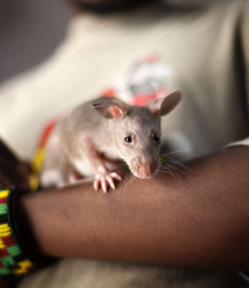 african rat landmine detection