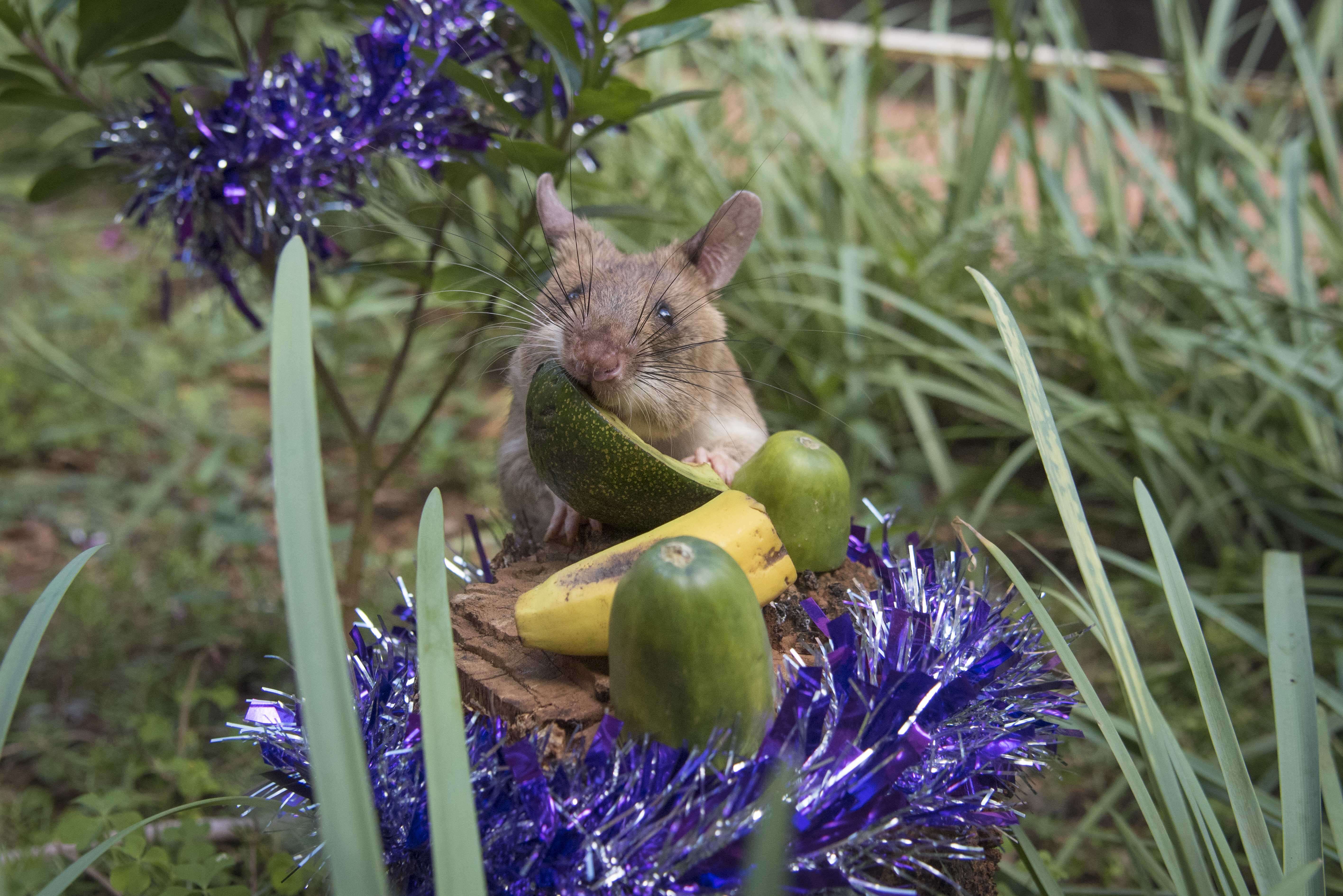 giant rat african