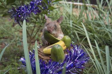giant rat african