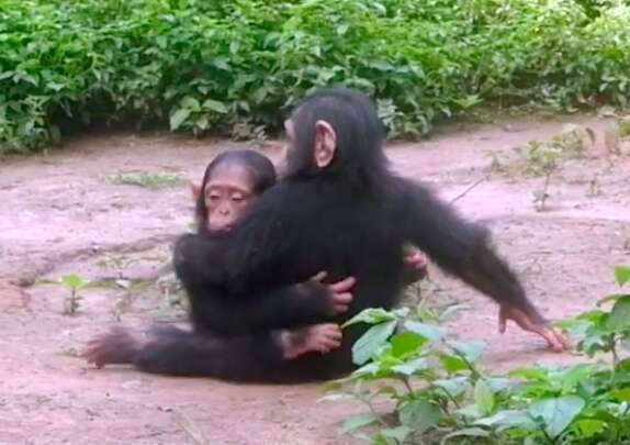 Rescued baby chimps hug at Africa sanctuary