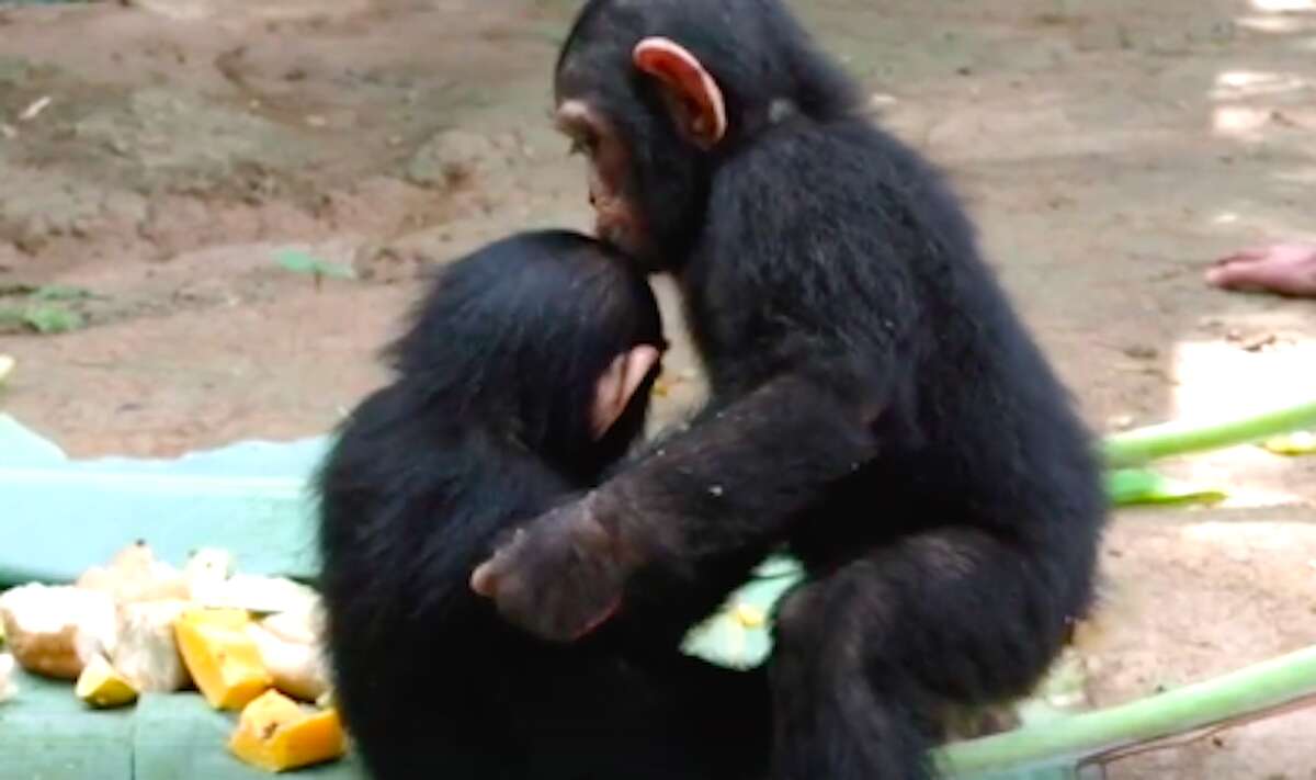 Chimps kiss at sanctuary