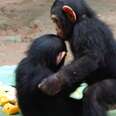 Baby Chimp Who Was Too Scared To Be Touched Gets Kisses From His New Friend
