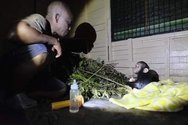 Rescued baby chimp in Cameroon