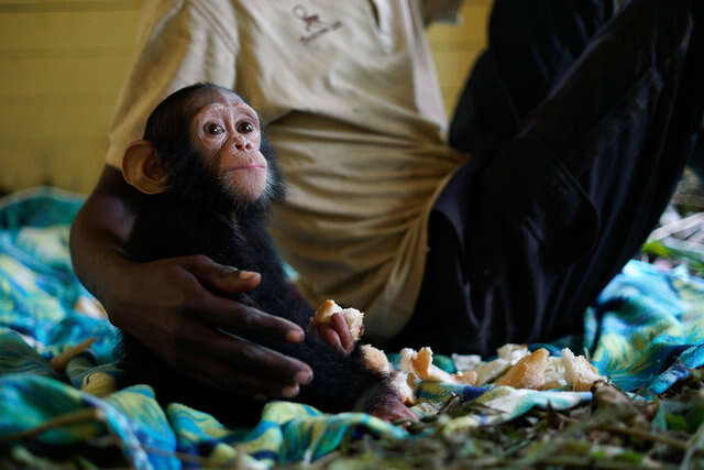 Rescued baby chimp in Africa