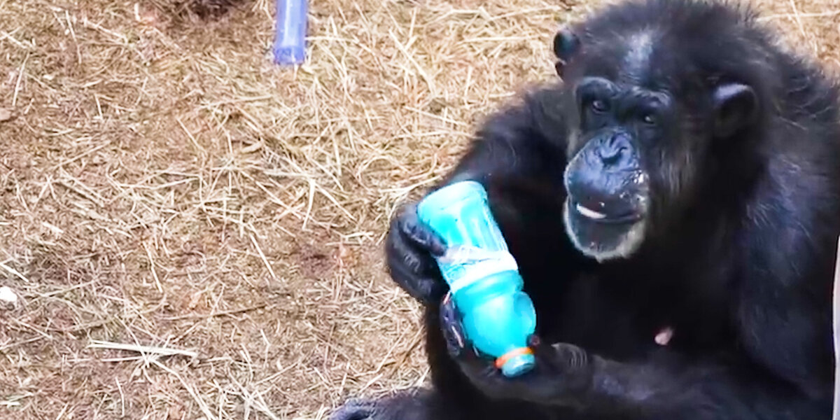 Chimp In Lab Chimp Rescued From Lab Loves To Climb Trees - Videos - The Dodo