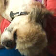 Girl Cries When She Sees What The Groomer Did To Her Dog