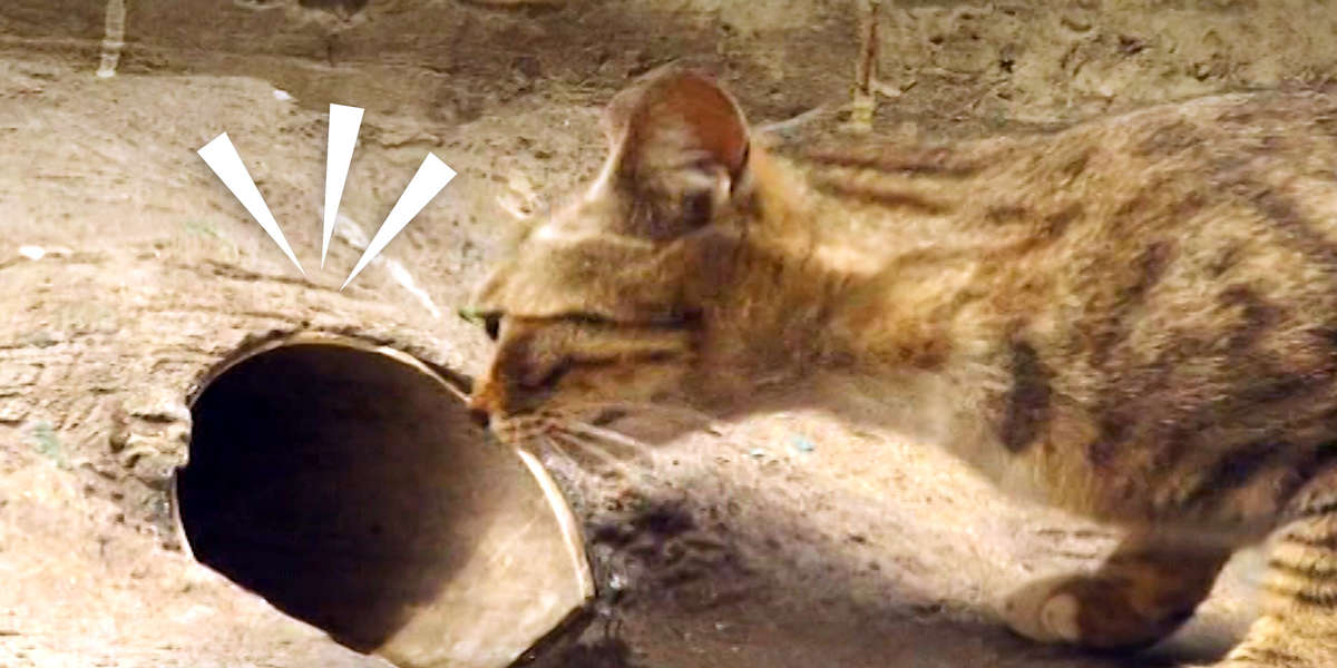 Cat Waits For Rescuers To Save Her Kitten - Videos - The Dodo