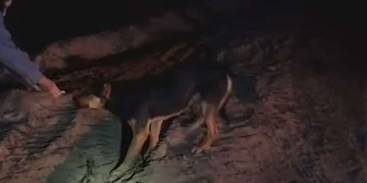 Couple Tries Everything To Rescue Abandoned Dog - Videos - The Dodo