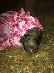 Rescued pig in a blanket