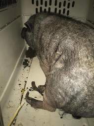 Neglected potbellied pig with overgrown hooves