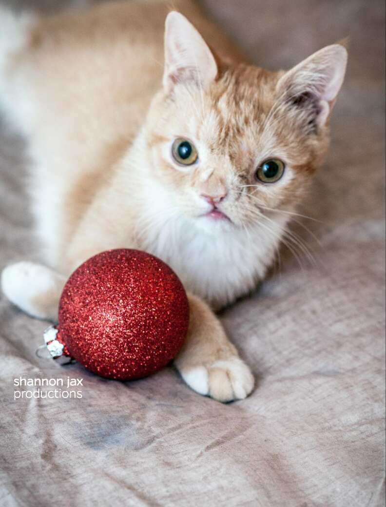 smush cat rescue kitten