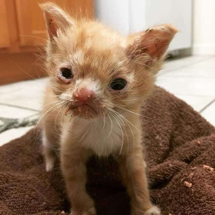 smush rescue cat kitten