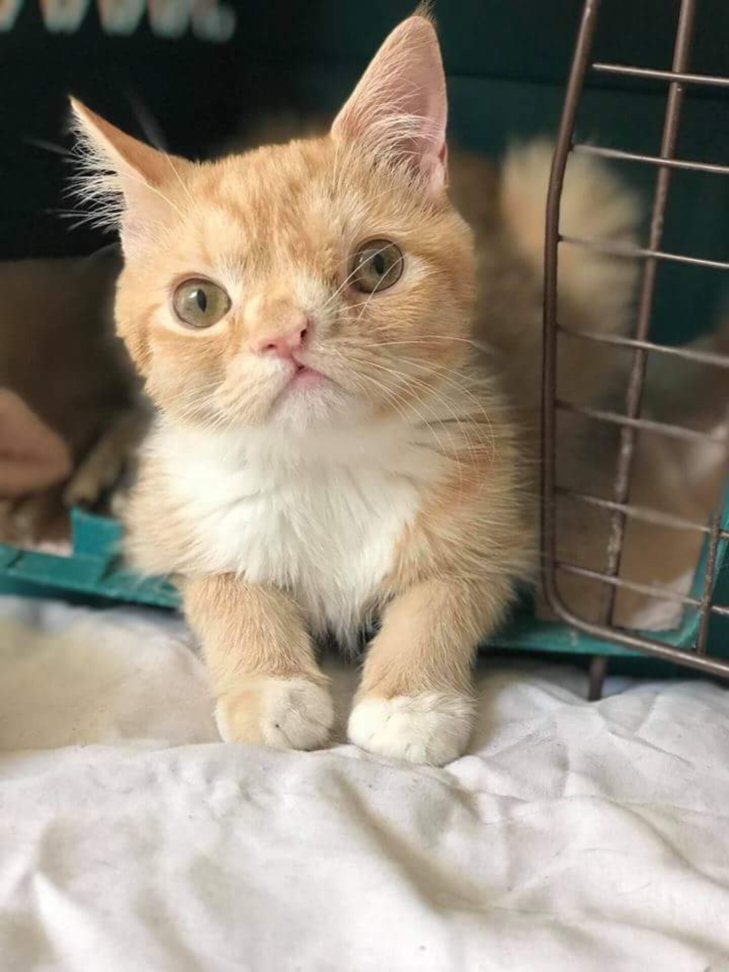 Cat With Cutest Smushed Face Loves Getting Into Trouble The Dodo