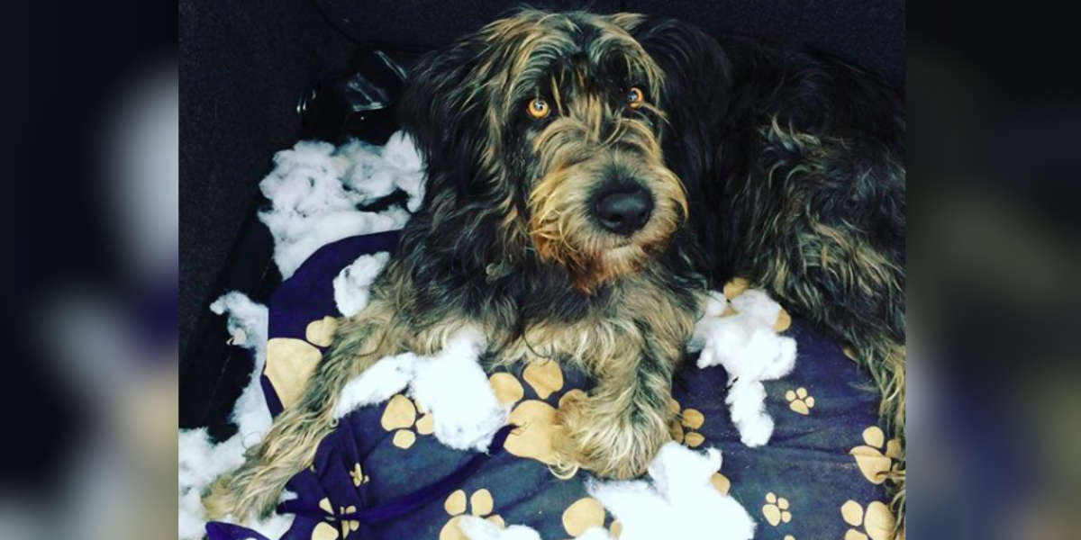 my dog scratches his bed