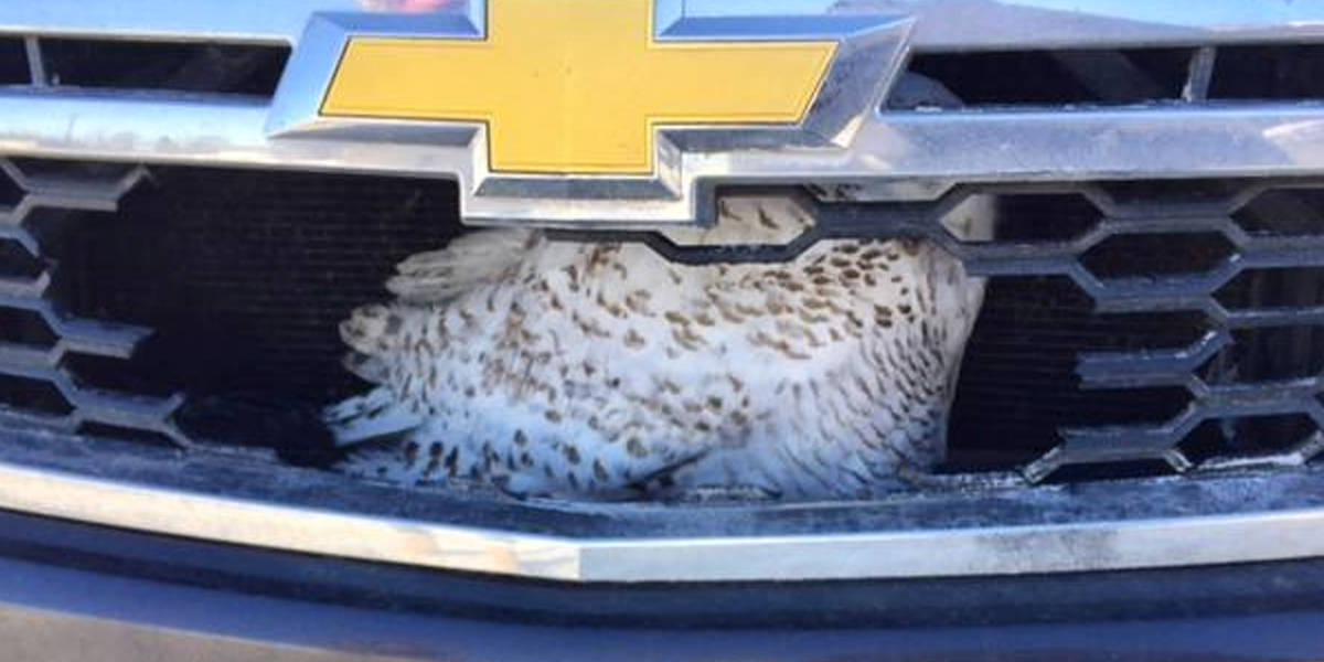 Owl survives after spending night with head stuck in car's front