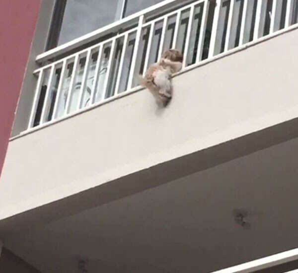 do dogs fall off balconies