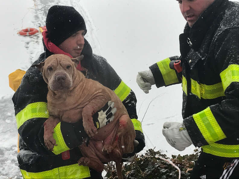 firefighters warm Shar Pei Lilly after she was pulled from water