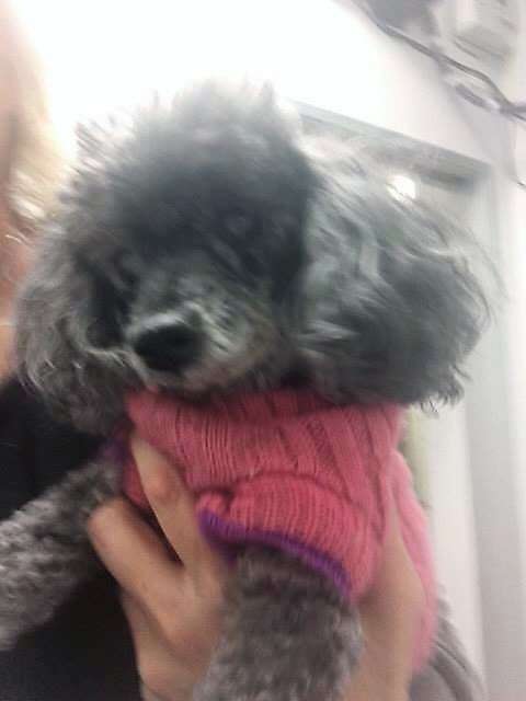 18 year old dog abandoned