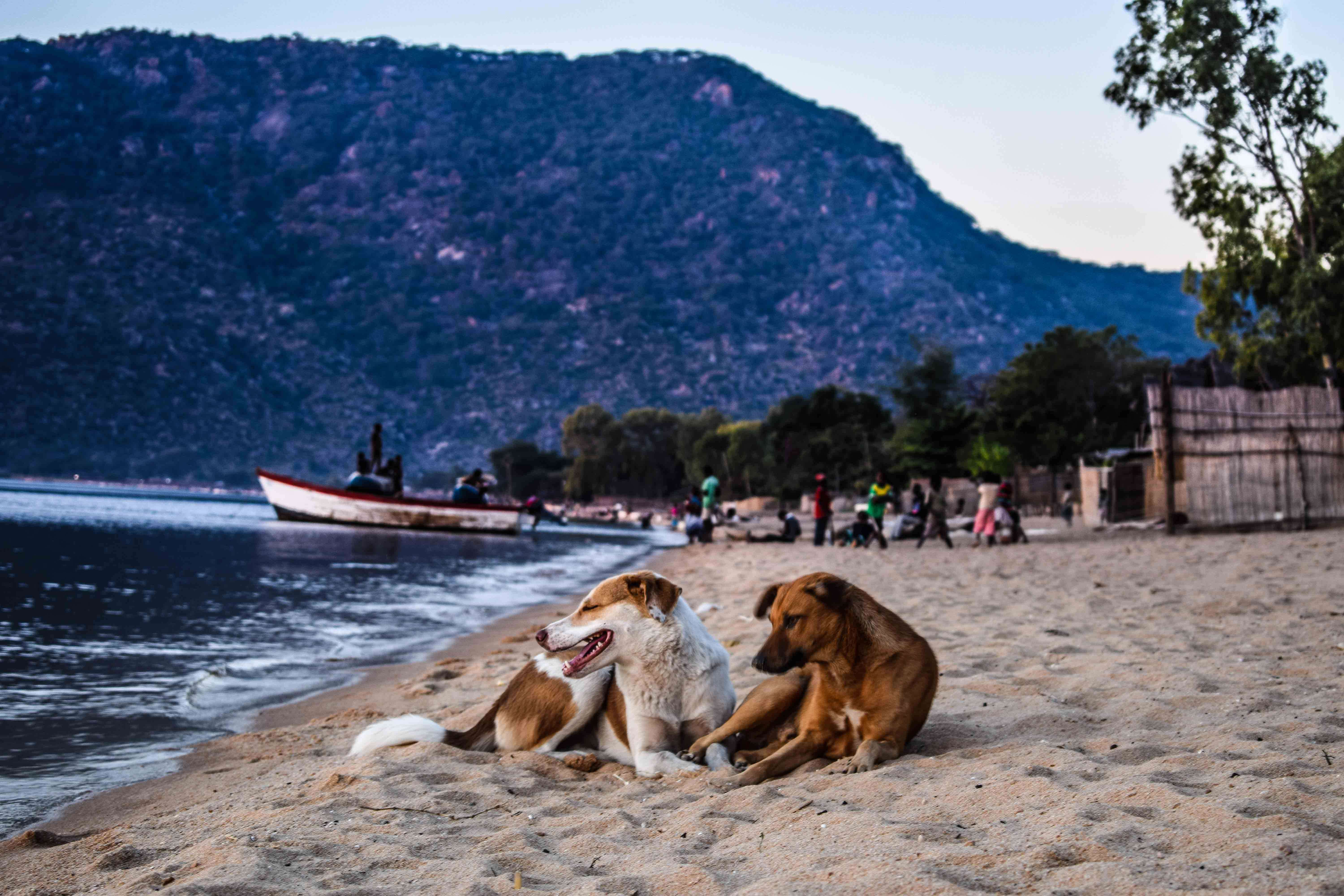 Two dogs lying on beach together