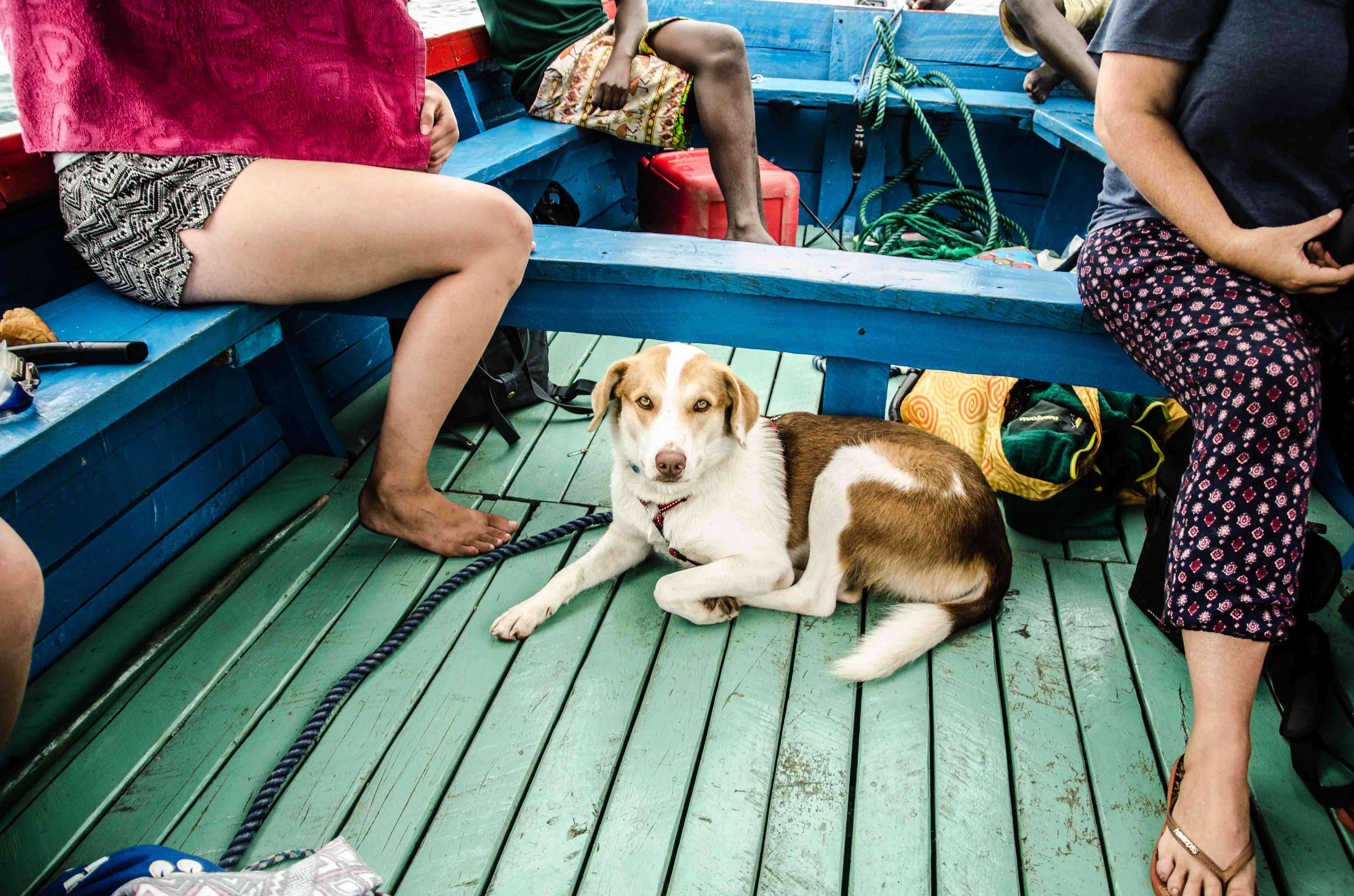 Dog lying down in back of truck