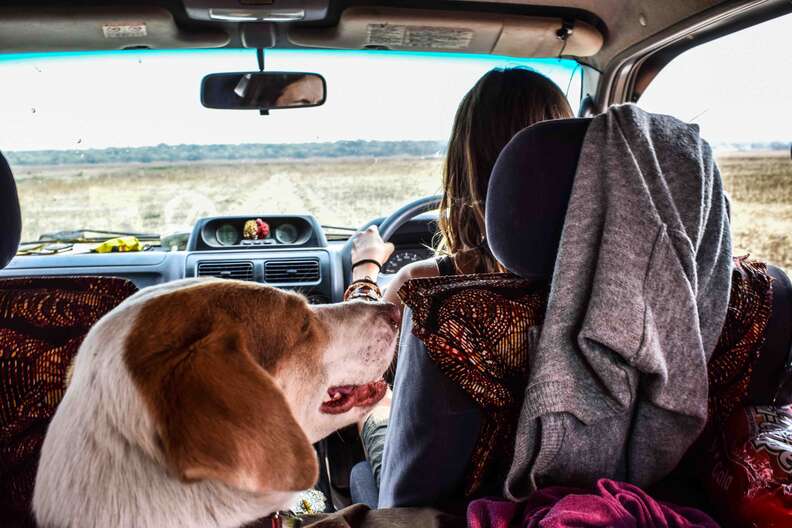 Dog inside car traveling Africa